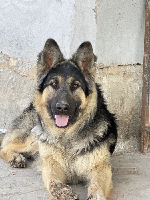 Продается собака.  Авчарка