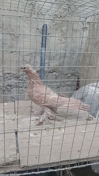 Голуби желтые пискуны.