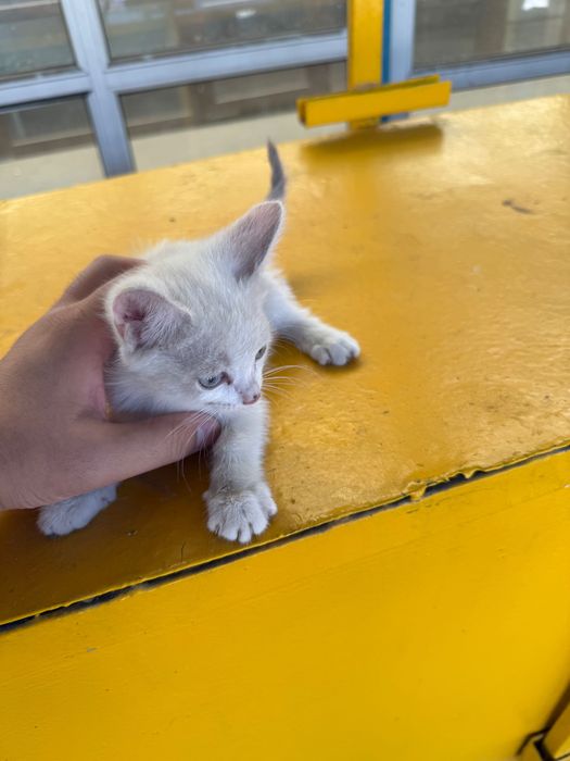 Отдам котят в добрые руки