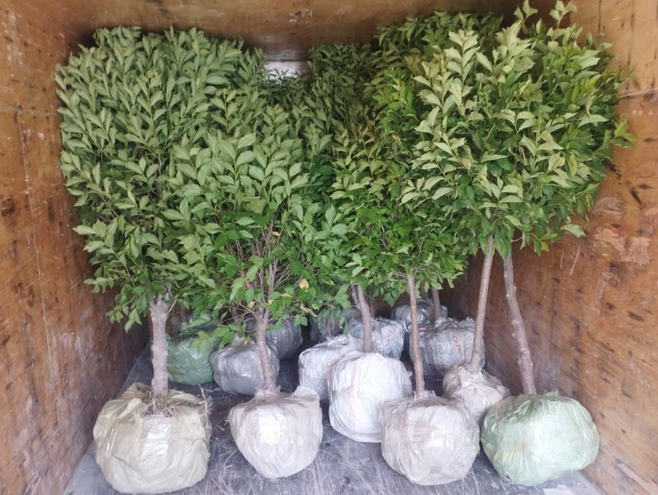 Gujum manzarali daraxtlar koʻchatlari sotiladi