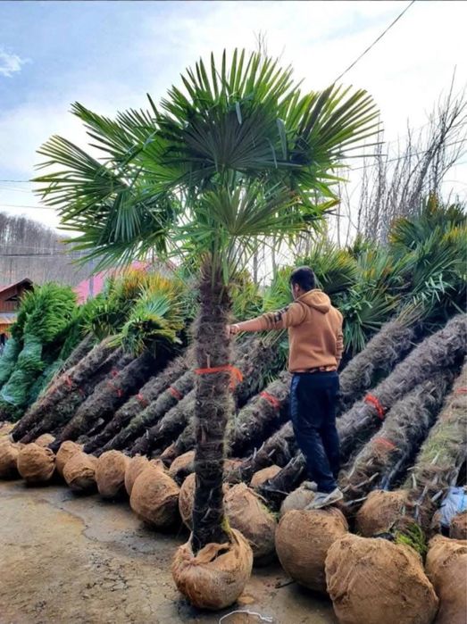Palmier tuia magnolia catalpa mesteacan amenajari gradini