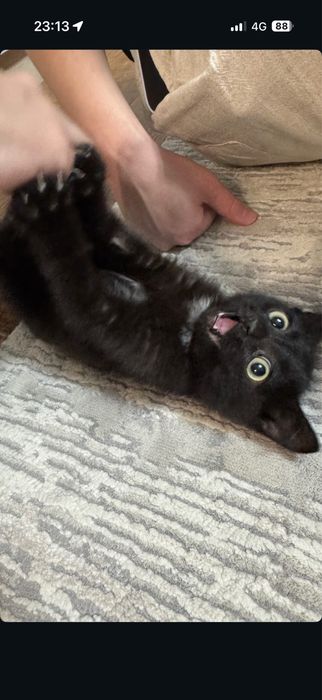 Отдам котенка 4.5 месяца примерно