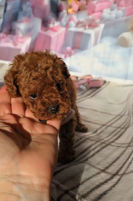 !РЕЗЕРВИРАНО!Пудел той с родословие - 5 поколения назад