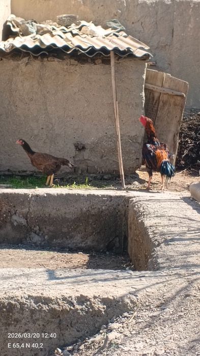 Даканг хуроз сотувда йуллари яхши калтаклари каттик жуда асаби чаток х