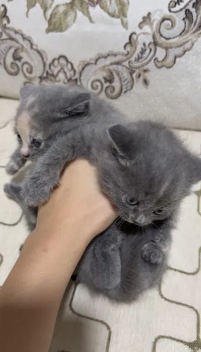 Милые малыши 1.5 мес
