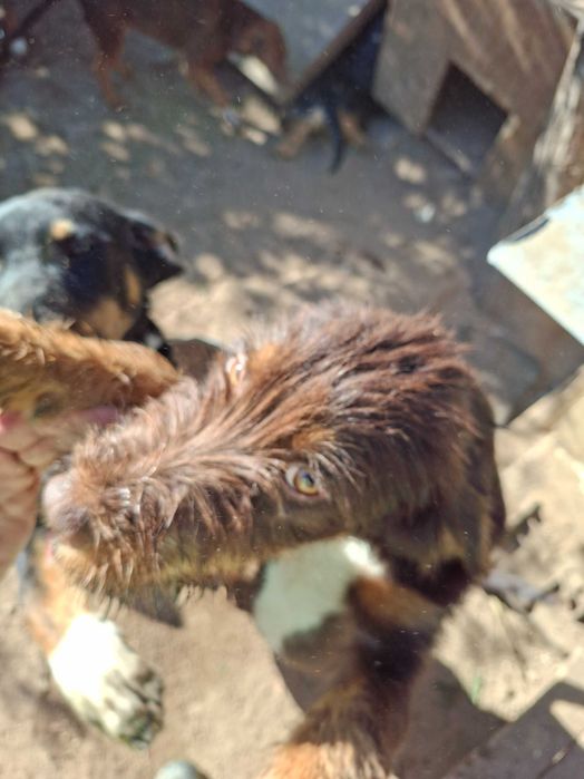 Подарявам кучета