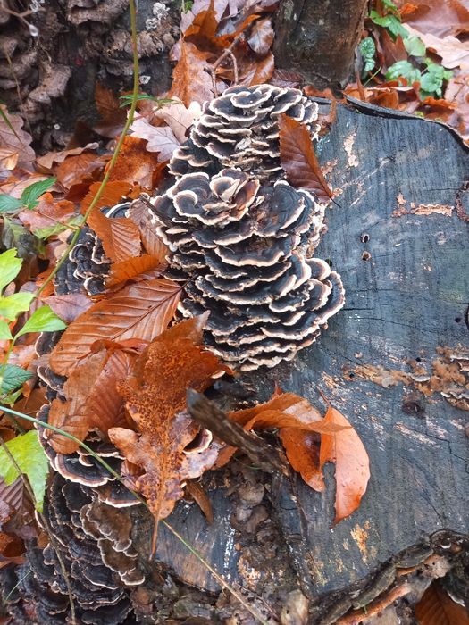 Ciuperci medicinale coada curcanului
