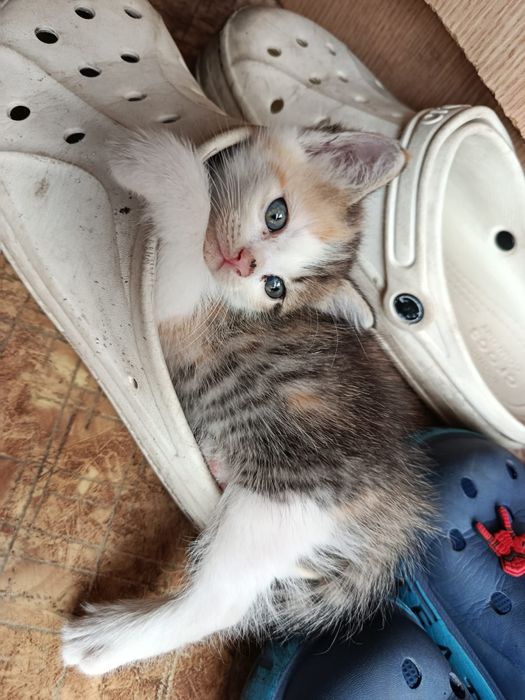 Отдам котят в хорошие руки
