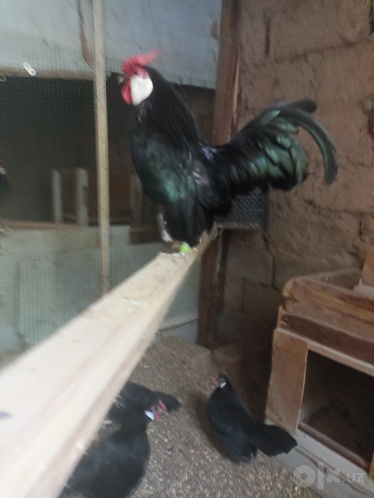 Bantam sotiladi      .