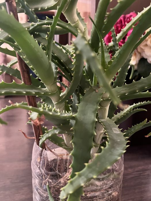 Лечебный аллэ 5 лет