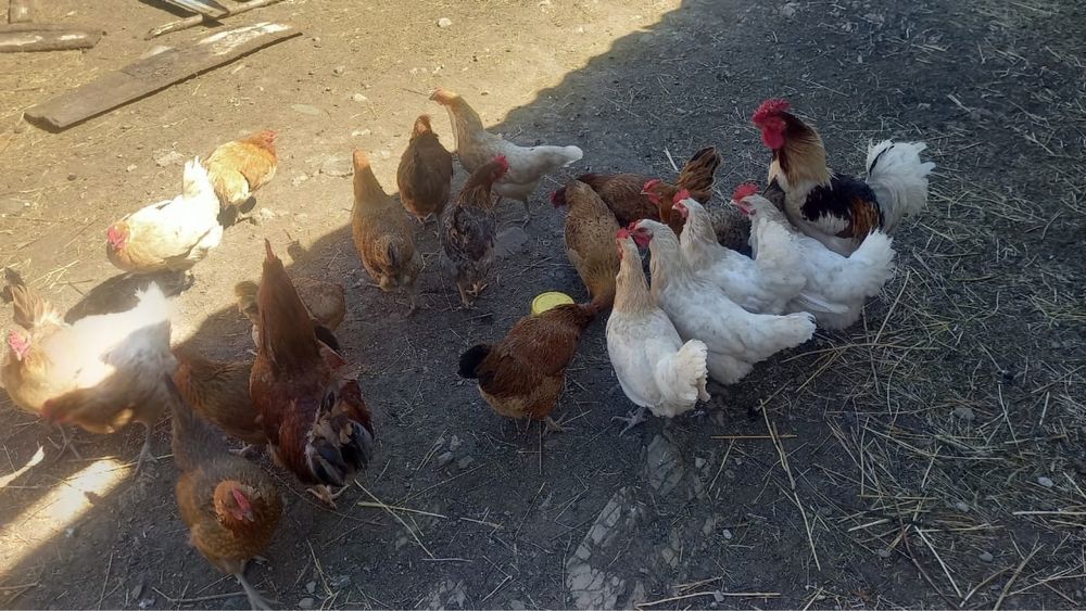 Продам домашних курей