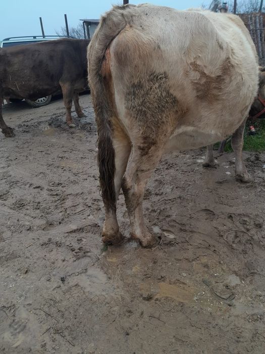 Vaca gestanta an 8 luni