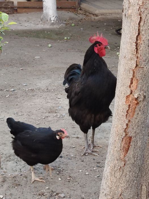 Horoz endi qichqirdi