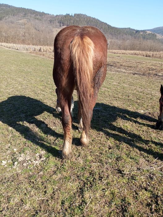 Mânză de 2 ani de vânzare