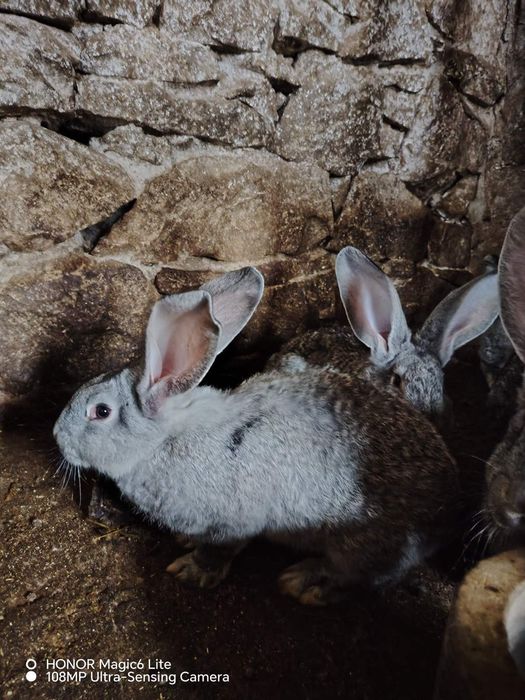 Продавам млади зайци