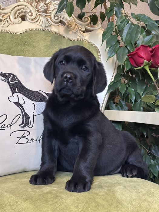 Щенки лабрадора, питомник, документы