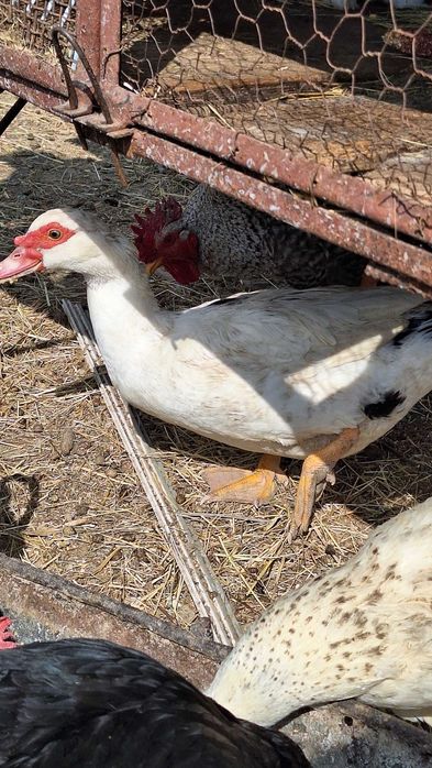 Rațe mute de vânzare