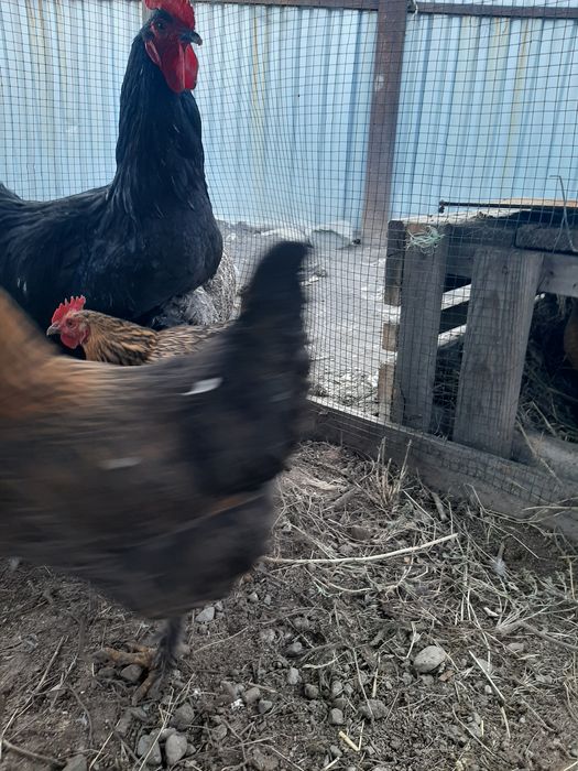 Продам куры домашние