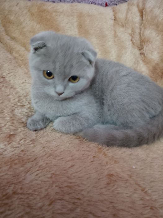 Продается скоттиш фолд