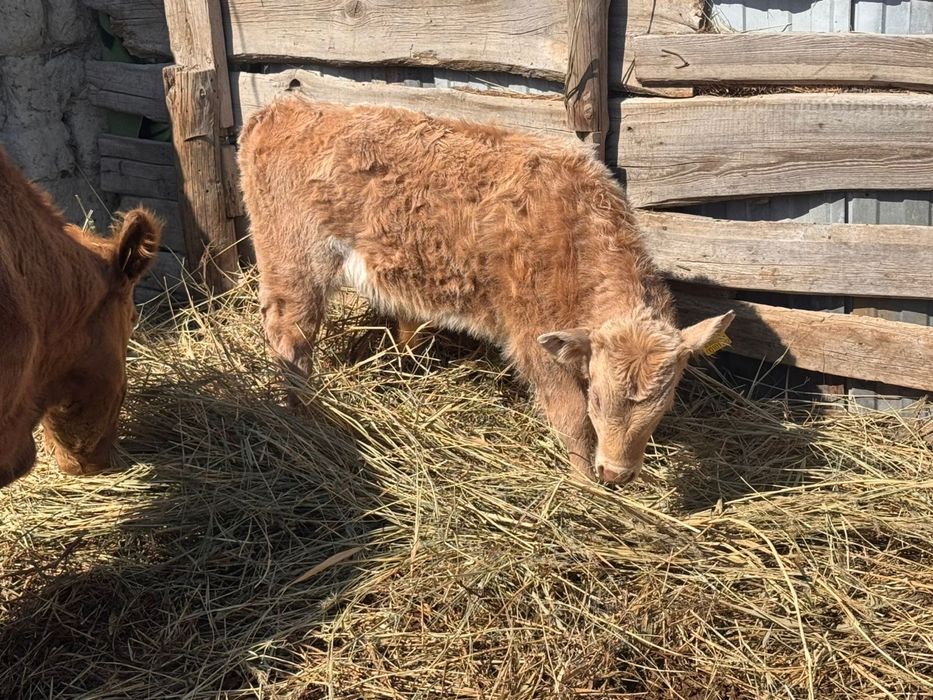 Сиыр сатылады бузауымен