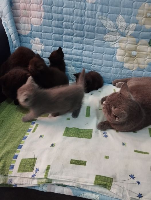Shadland zotli ( Scottish Fold ) mushuk bolalari 2 oylik