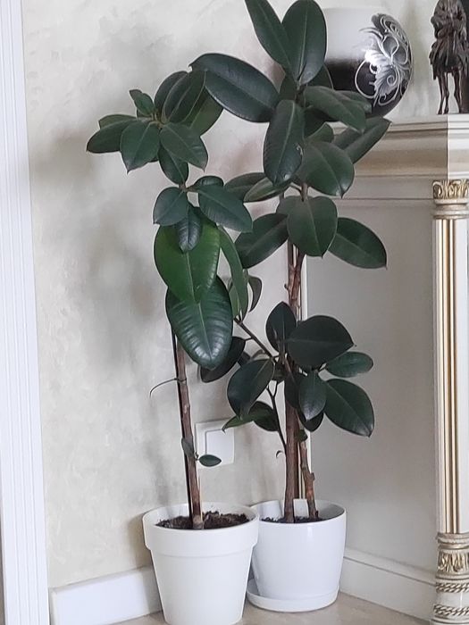 Продам фикусы домашние