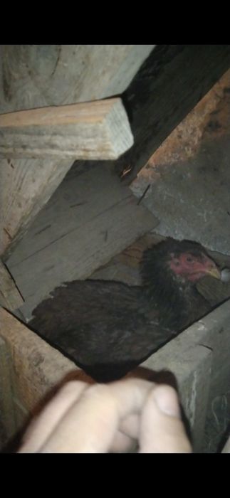 Күрік дакан тауық мекен