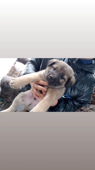 Срочно Отдам щенков