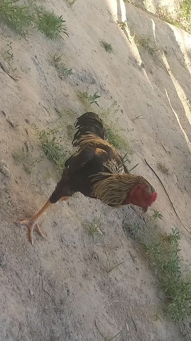 Zotor xoroz zotiga javob