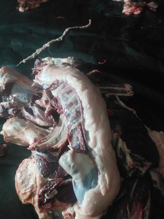 Соғым жылкы етиии