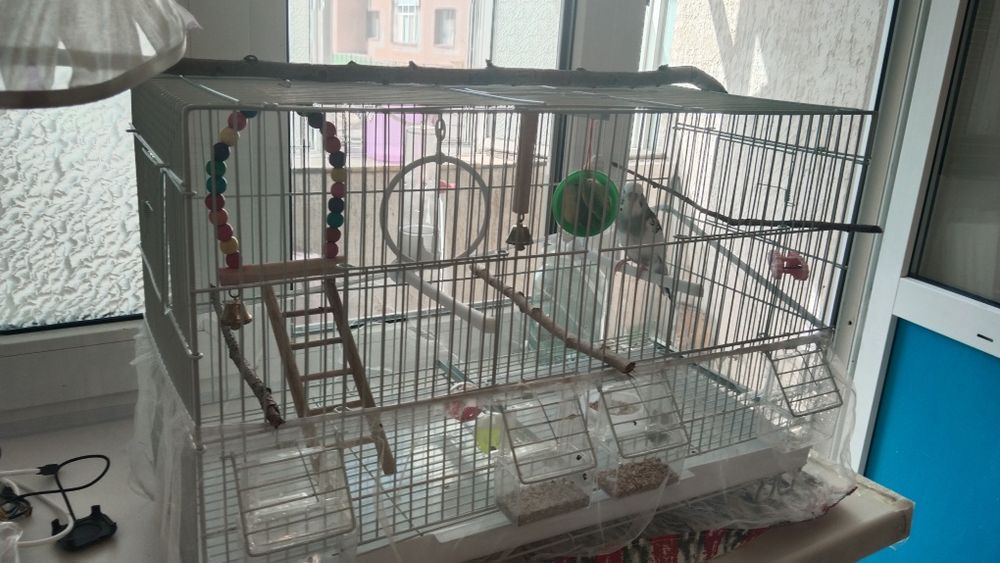 Продам игривого милого попугайчика
