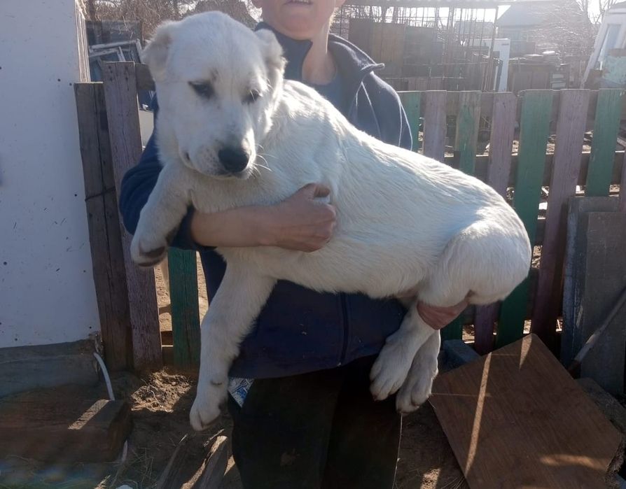 Предлагаются щенки САО