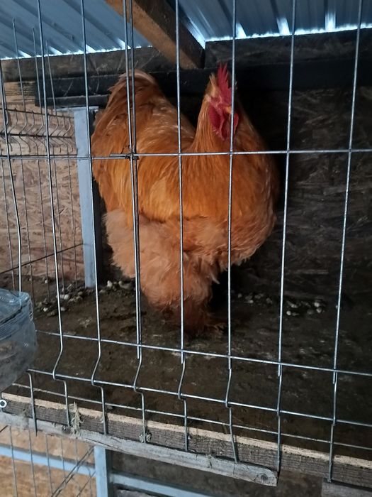 Cocos cochinchina uriaș