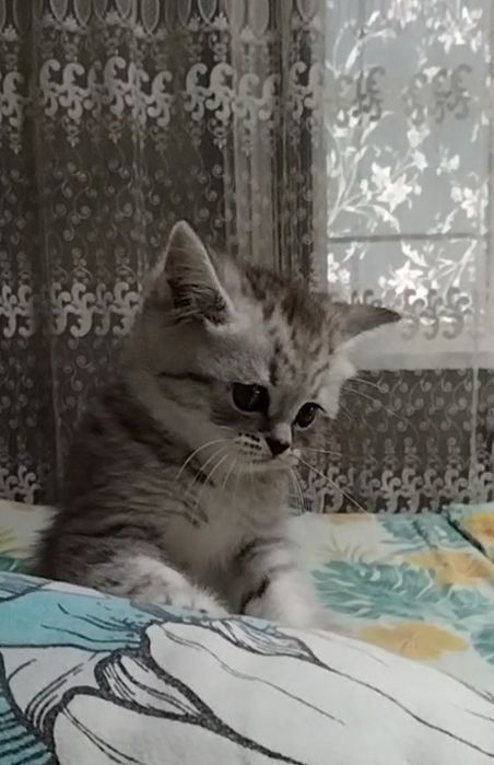 Мальчик. Скоттиш страйт