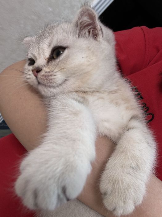 Котёнок Шотландец 3 месяца