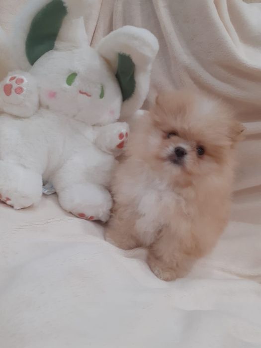 Продам щенков шпица.