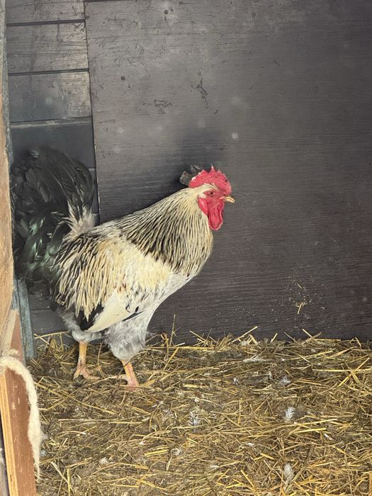 Продам петух