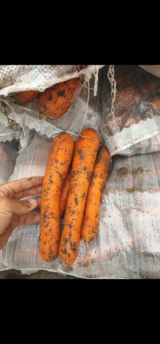 Morcov import  super calitate