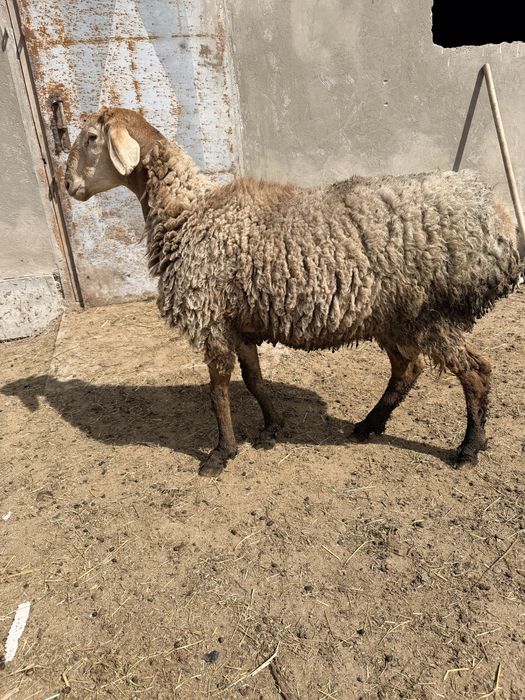 Арашан Қозы Қошқар