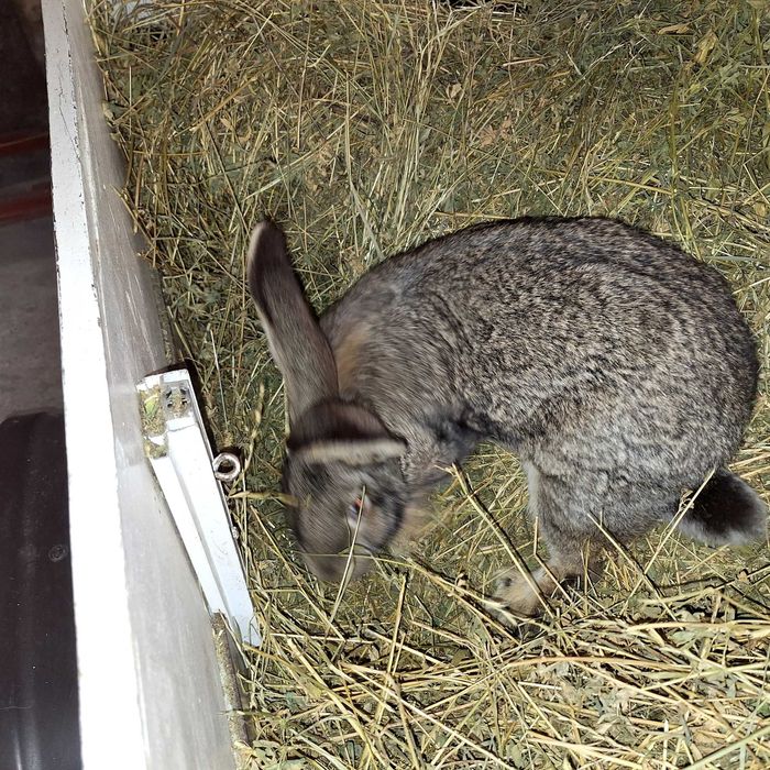 Vând iepuri urias german