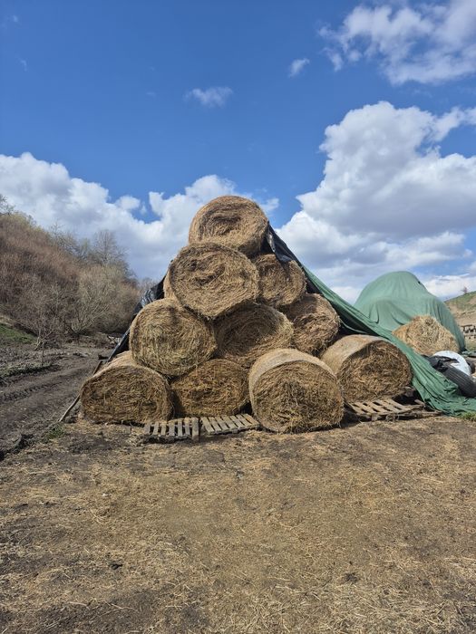 Vând baloti lucernă