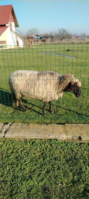 Oaie carabaș gestantă la al treilea miel