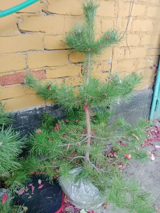Продам саженцы Сосна, Дуб