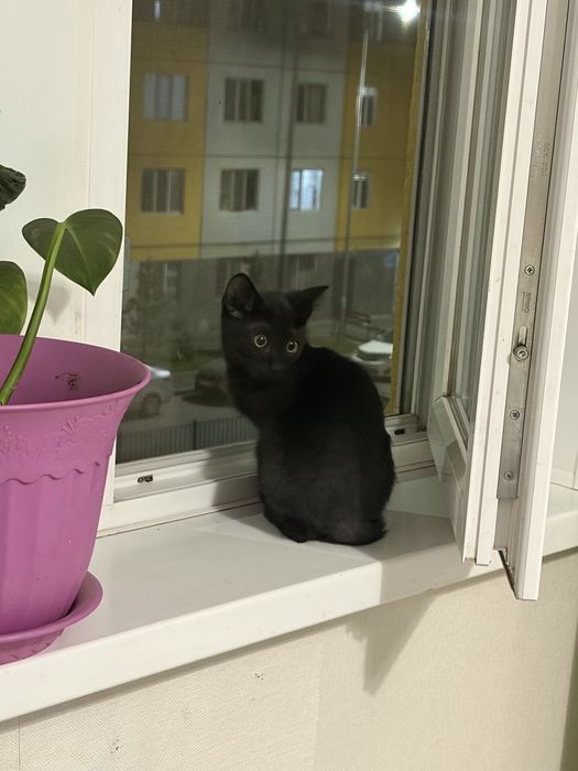 Бесплатно отдаю котенка
