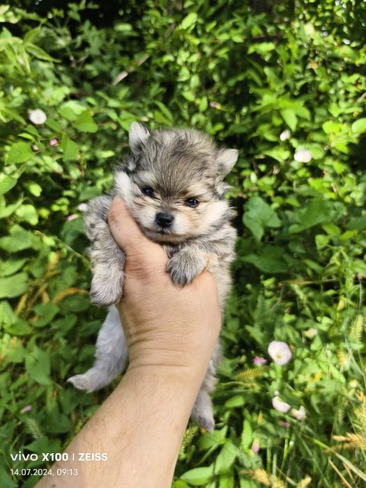 Продам щенков шпица.