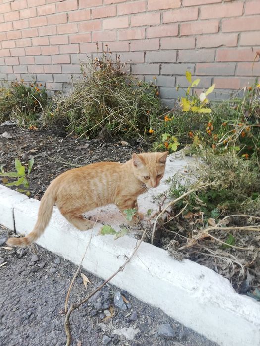 Рыжий котик, 4 месяца.