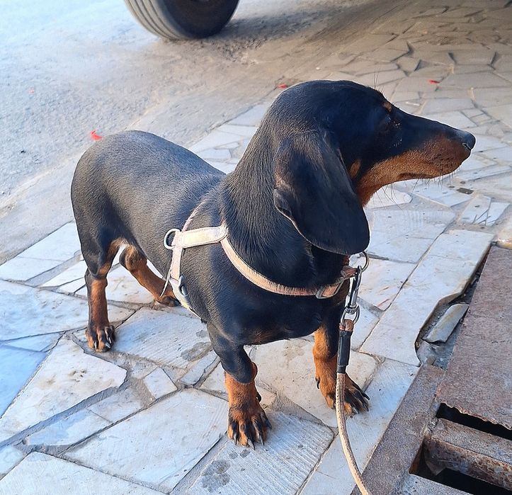 Собака Такса сотилади.