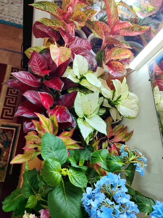 Комнатные цветы на подарок