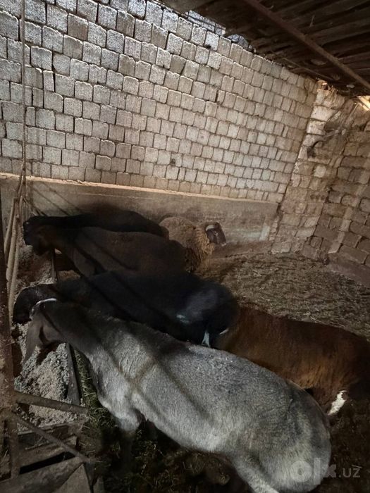 qoylar qoʻchqor sotiladi jivoy vesiga 95.000 mingdan kota qoʻylarmiz