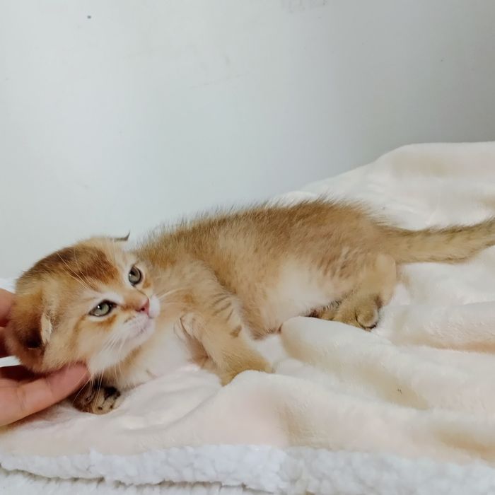 Срочно Девочка Скоттиш фолд золотая Шиншила